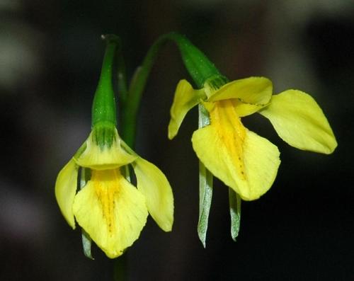 Diuris lanceolata
