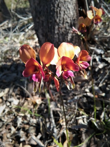 Diuris longifolia (Donkey orchid) — photo