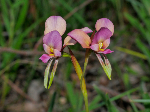 Diuris longifolia (Donkey orchid) — photo