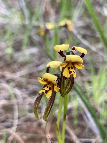 Diuris maculata (Leopard orchid) — photo