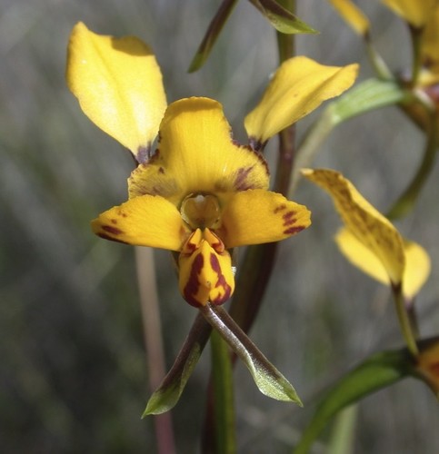 Diuris maculata