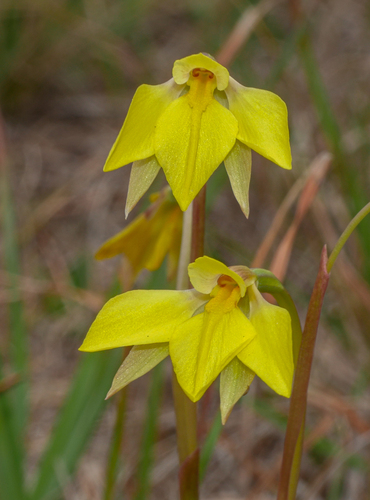 Diuris pedunculata (Golden moths) — photo
