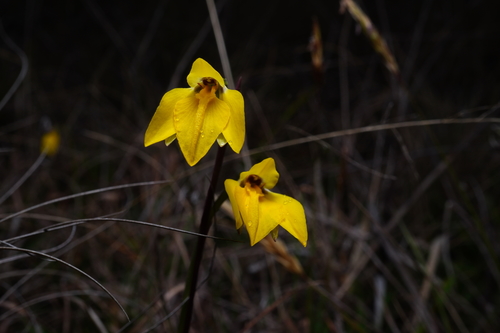 Diuris pedunculata (Golden moths) — photo