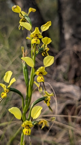 Diuris platichila