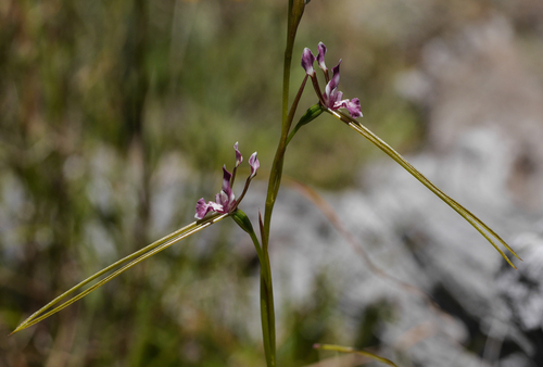 Diuris punctata (Purple donkey orchid) — photo