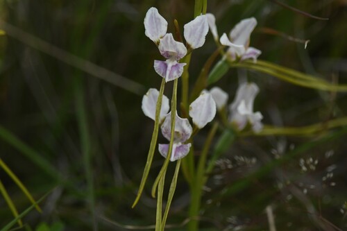 Diuris punctata (Purple donkey orchid) — photo