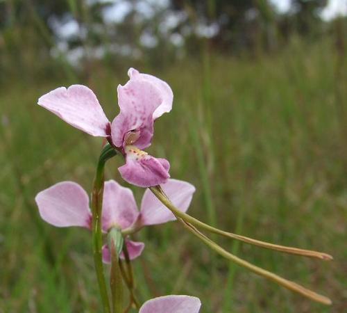 Diuris punctata