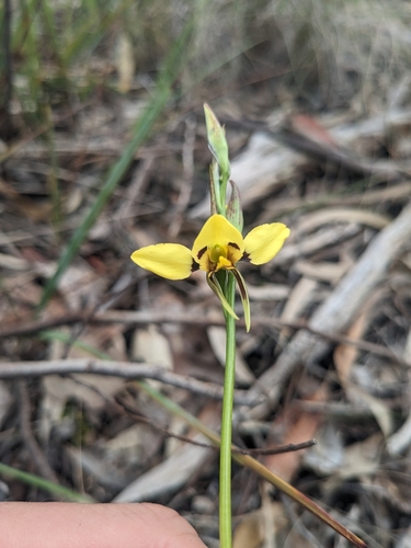 Diuris sulphurea (Tiger orchid) — photo