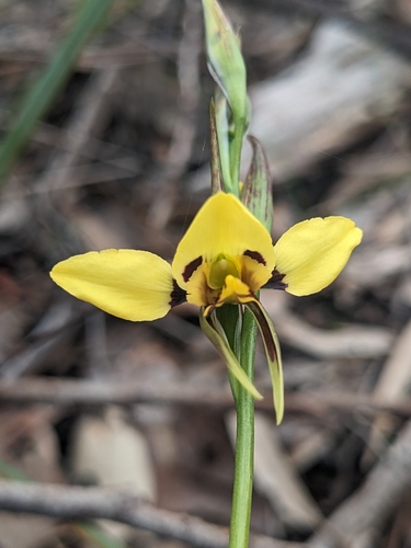 Diuris sulphurea (Tiger orchid) — photo