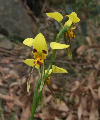 Diuris sulphurea