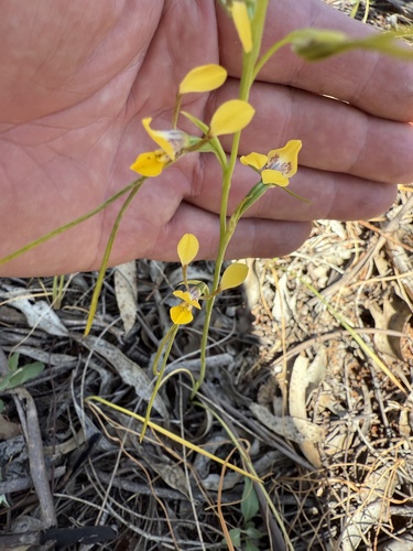 Diuris tricolor (Tricolor donkey orchid) — photo