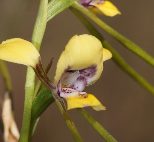 Diuris tricolor