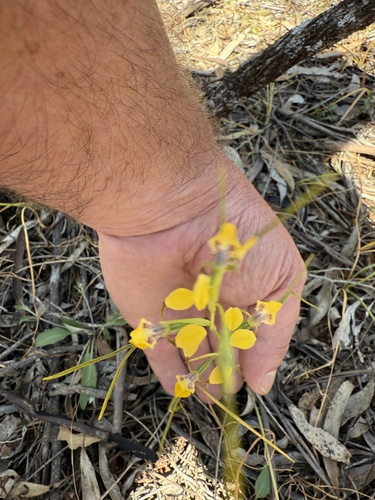 Diuris tricolor (Tricolor donkey orchid) — photo