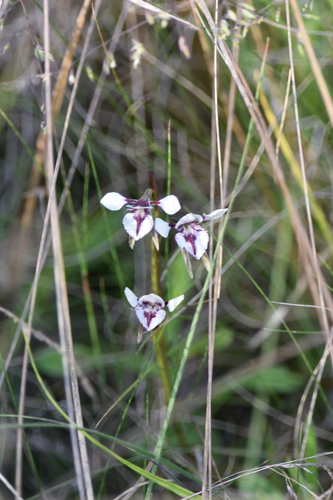 Diuris venosa — photo