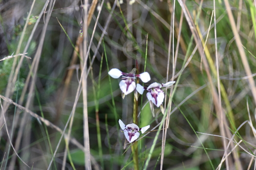 Diuris venosa — photo