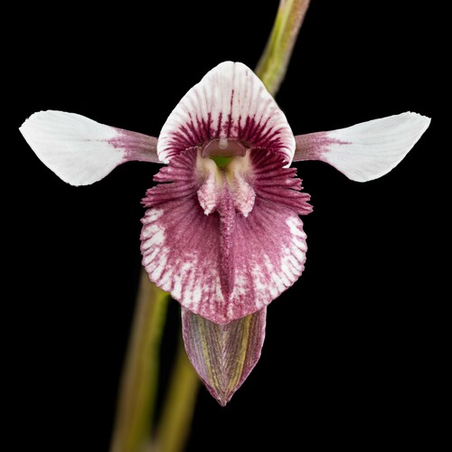 Diuris venosa