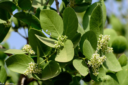 Dobera glabra — photo