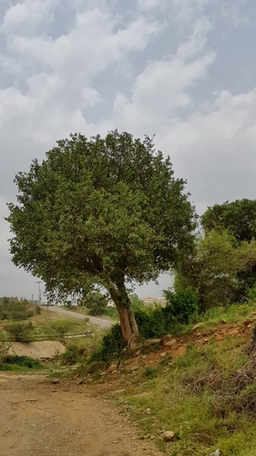 Dobera glabra