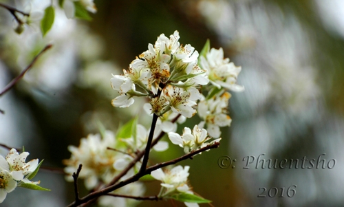 Docynia indica