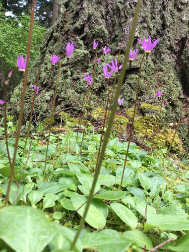 Dodecatheon hendersonii (Mosquito Bills) — photo