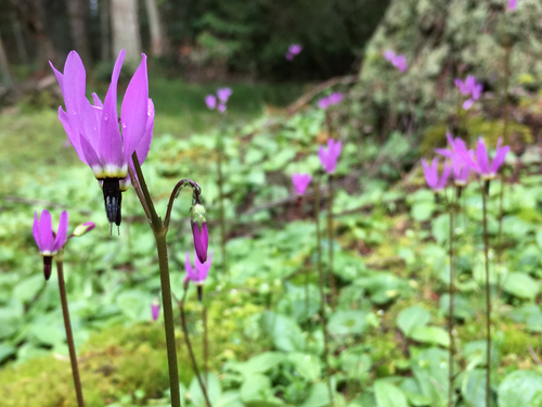 Dodecatheon hendersonii (Mosquito Bills) — photo