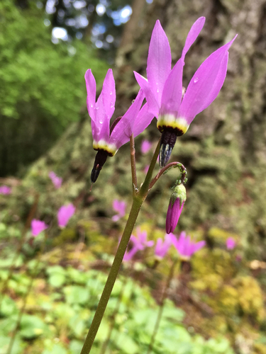 Dodecatheon hendersonii