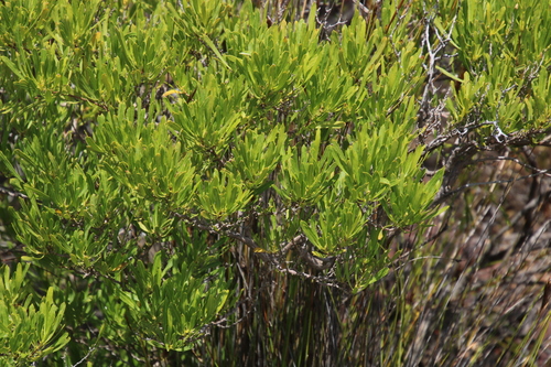 Dodonaea angustifolia (Kitkita) — photo