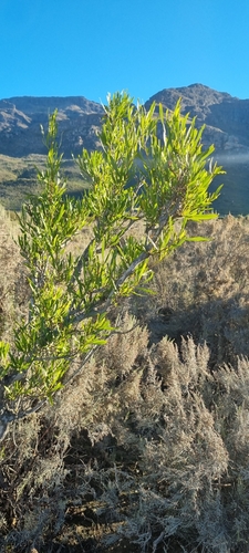 Dodonaea angustifolia