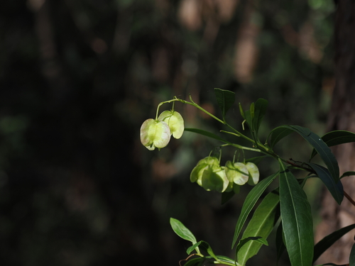 Dodonaea triquetra (Common hop-bush) — photo