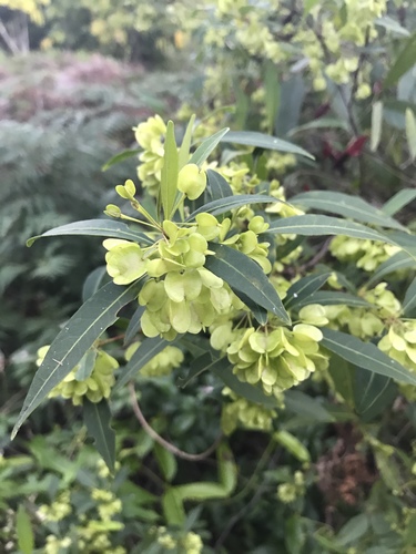 Dodonaea triquetra