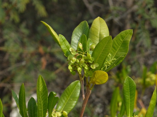 Dodonaea viscosa (Sticky hop-bush) — photo