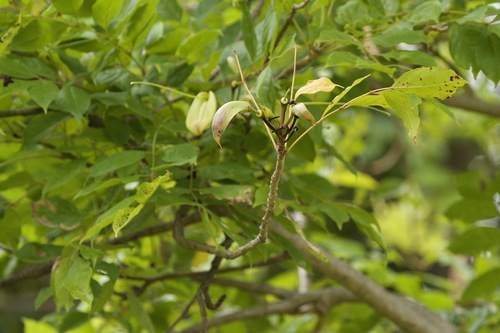Dolichandrone serrulata (Khae khaao) — photo