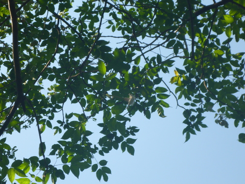 Dolichandrone spathacea (Mangrove trumpet tree) — photo