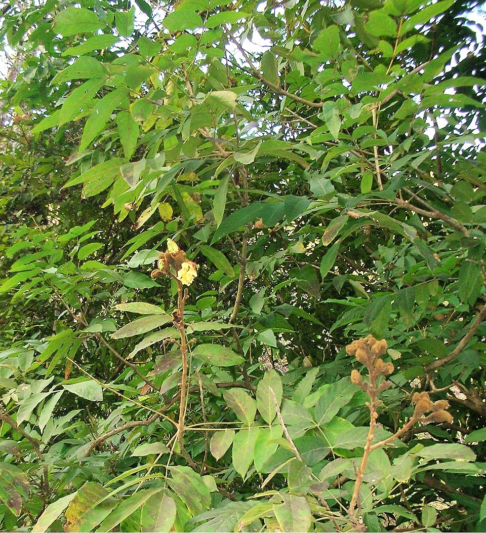 Dolichandrone stipulata