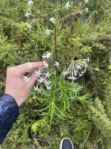 Dolichopentas decora — photo