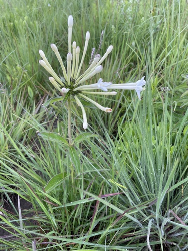 Dolichopentas decora