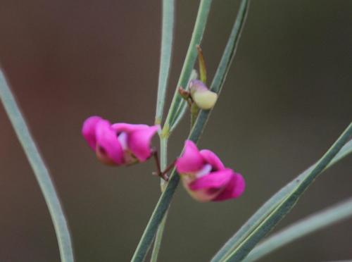 Dolichos angustifolius