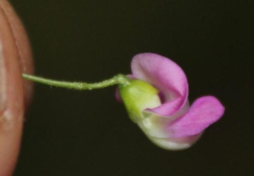 Dolichos angustissimus — photo