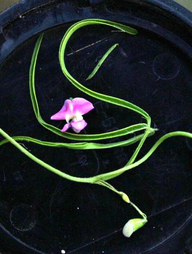 Dolichos angustissimus