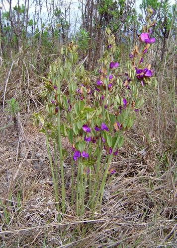 Dolichos kilimandscharicus (Bully beef plant) — photo