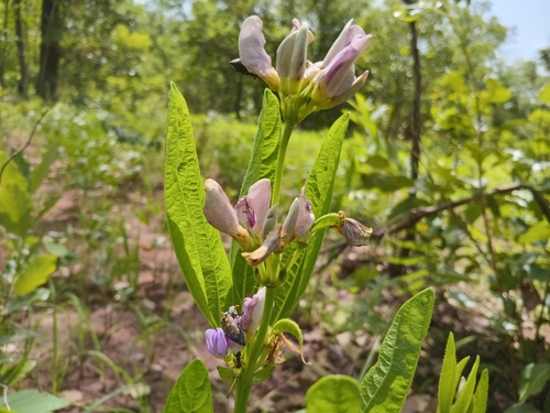Dolichos schweinfurthii — photo
