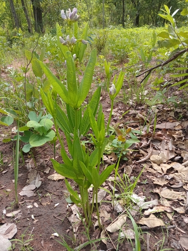 Dolichos schweinfurthii