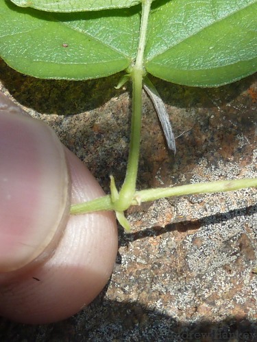 Dolichos sericeus subsp. formosus — photo