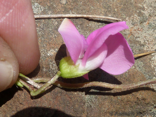 Dolichos sericeus subsp. formosus