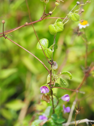 Dolichos trilobus (Japanese arrowroot) — photo