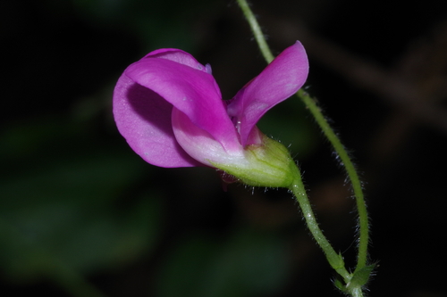 Dolichos trilobus (Japanese arrowroot) — photo