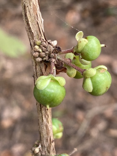 Doliocarpus dentatus (Watervine) — photo