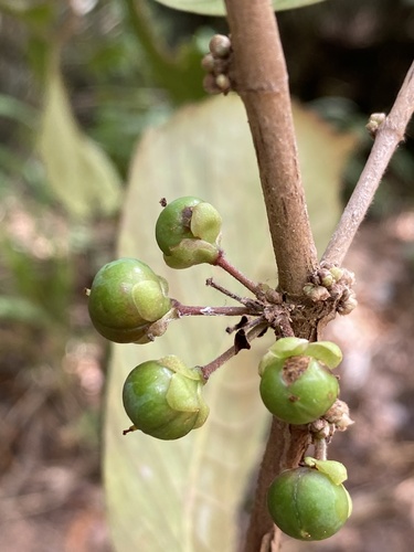 Doliocarpus dentatus (Watervine) — photo