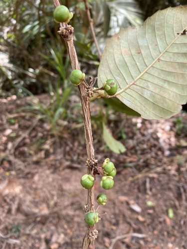 Doliocarpus dentatus