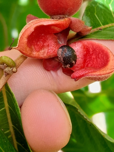 Doliocarpus major (Watervine) — photo